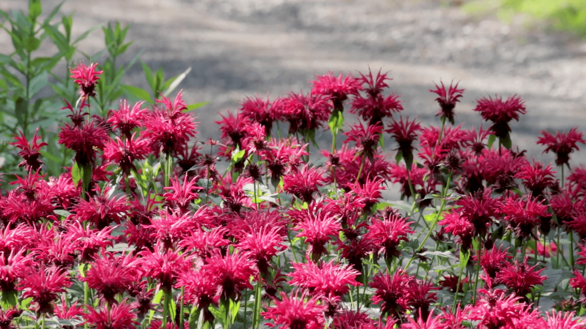 Flowers Bee Balm Wallpapers - Wallpaper Cave