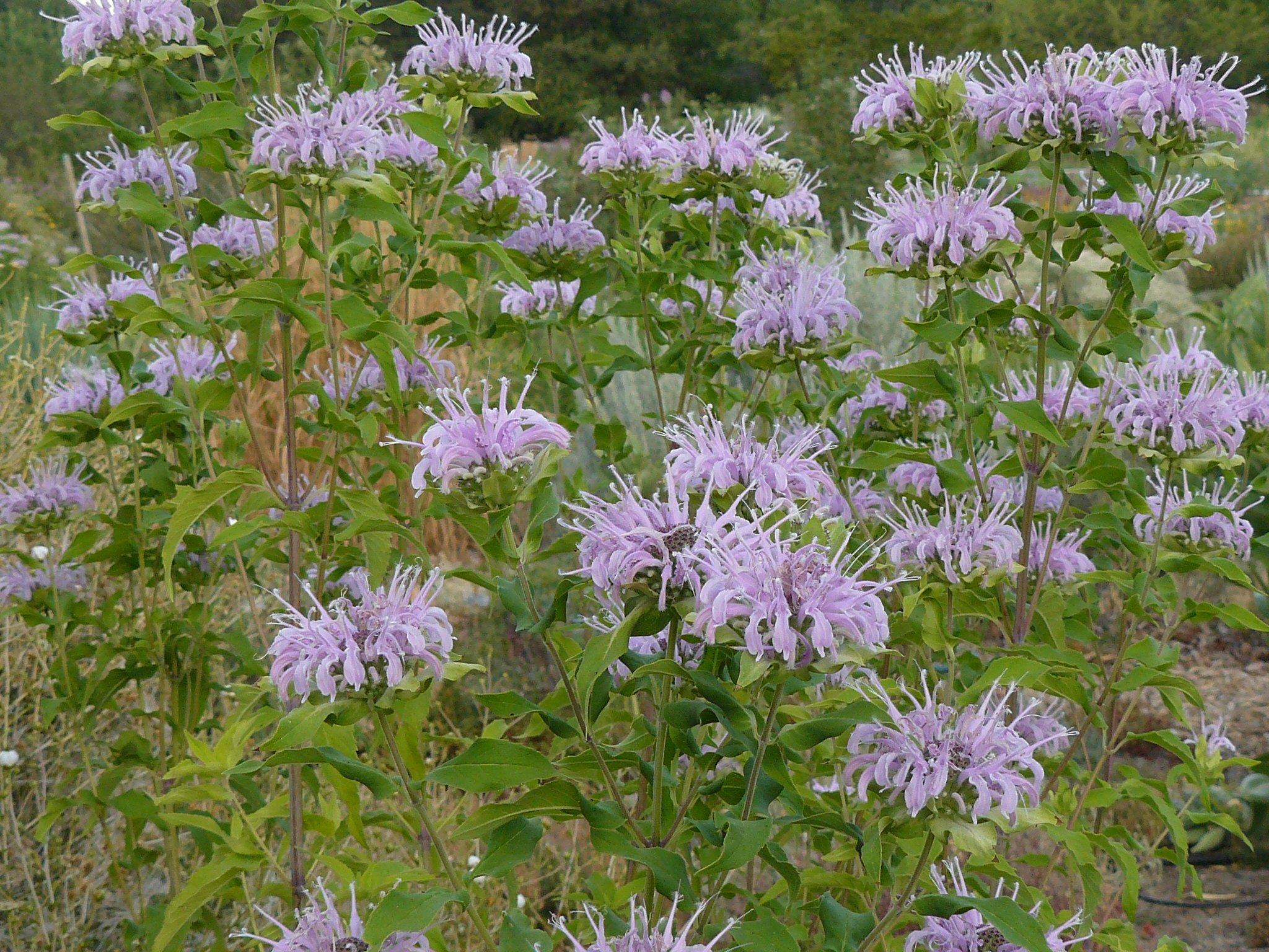 Flowers Bee Balm Wallpapers - Wallpaper Cave