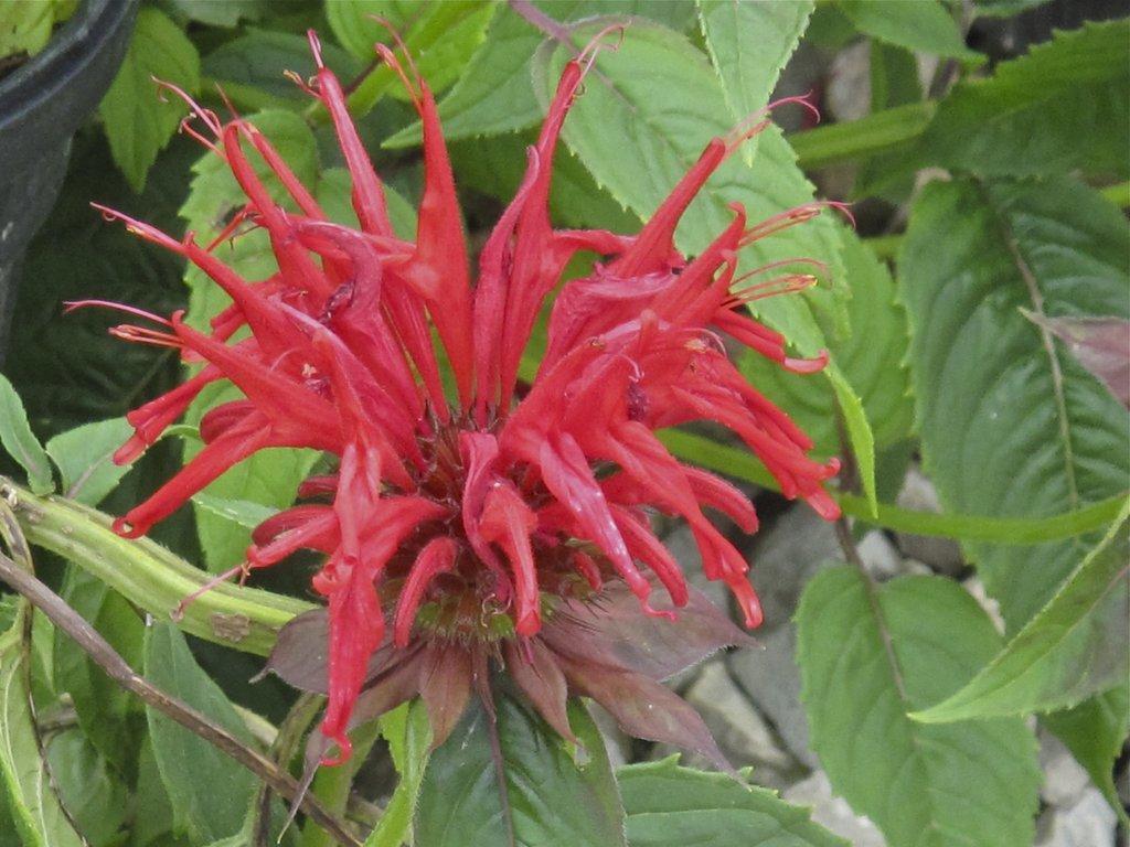 Monarda didyma 'Jacob Cline'Jacob Cline Bee Balm