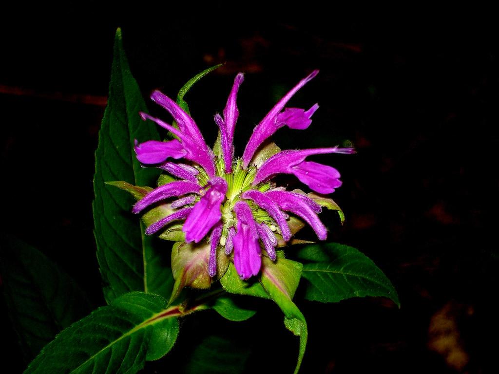 Flowers Bee Balm Wallpapers - Wallpaper Cave