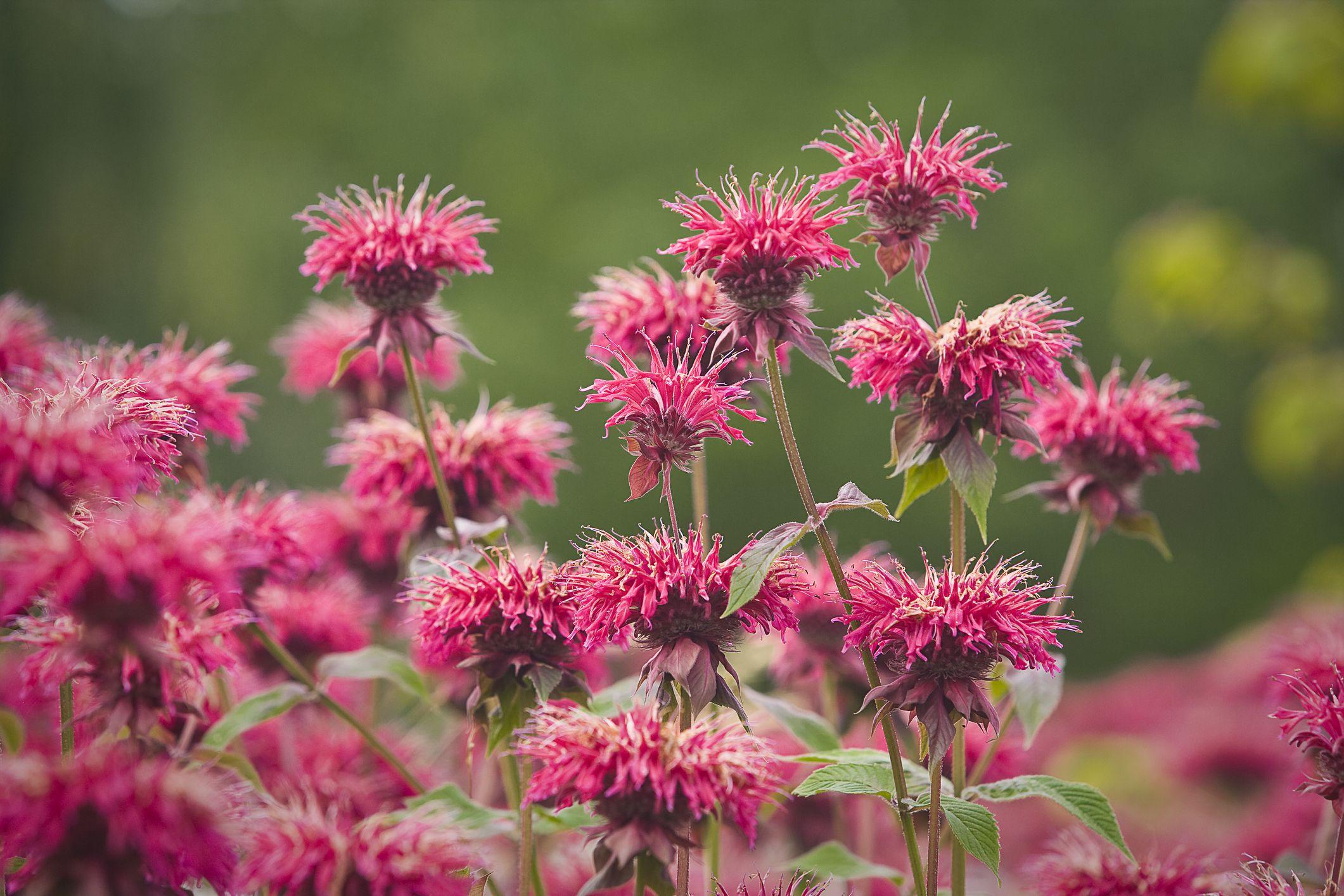 Flowers Bee Balm Wallpapers - Wallpaper Cave