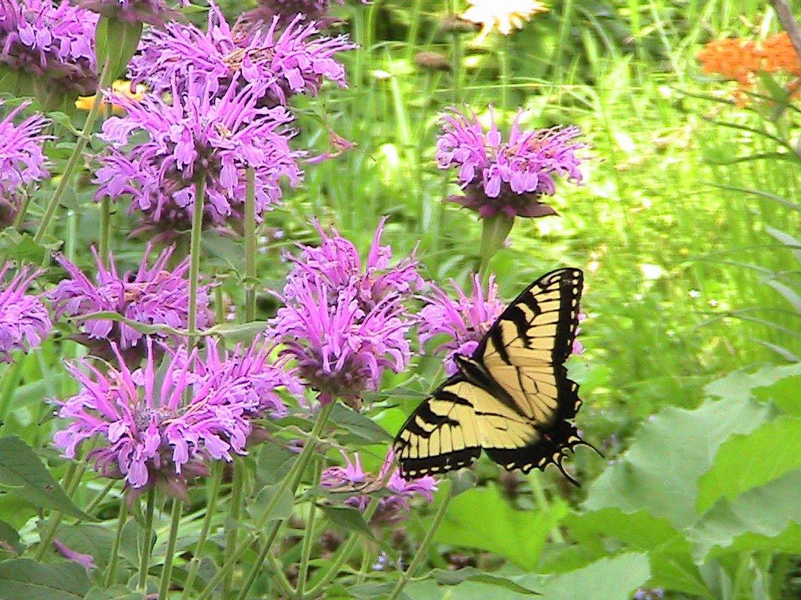 Flowers Bee Balm Wallpapers - Wallpaper Cave