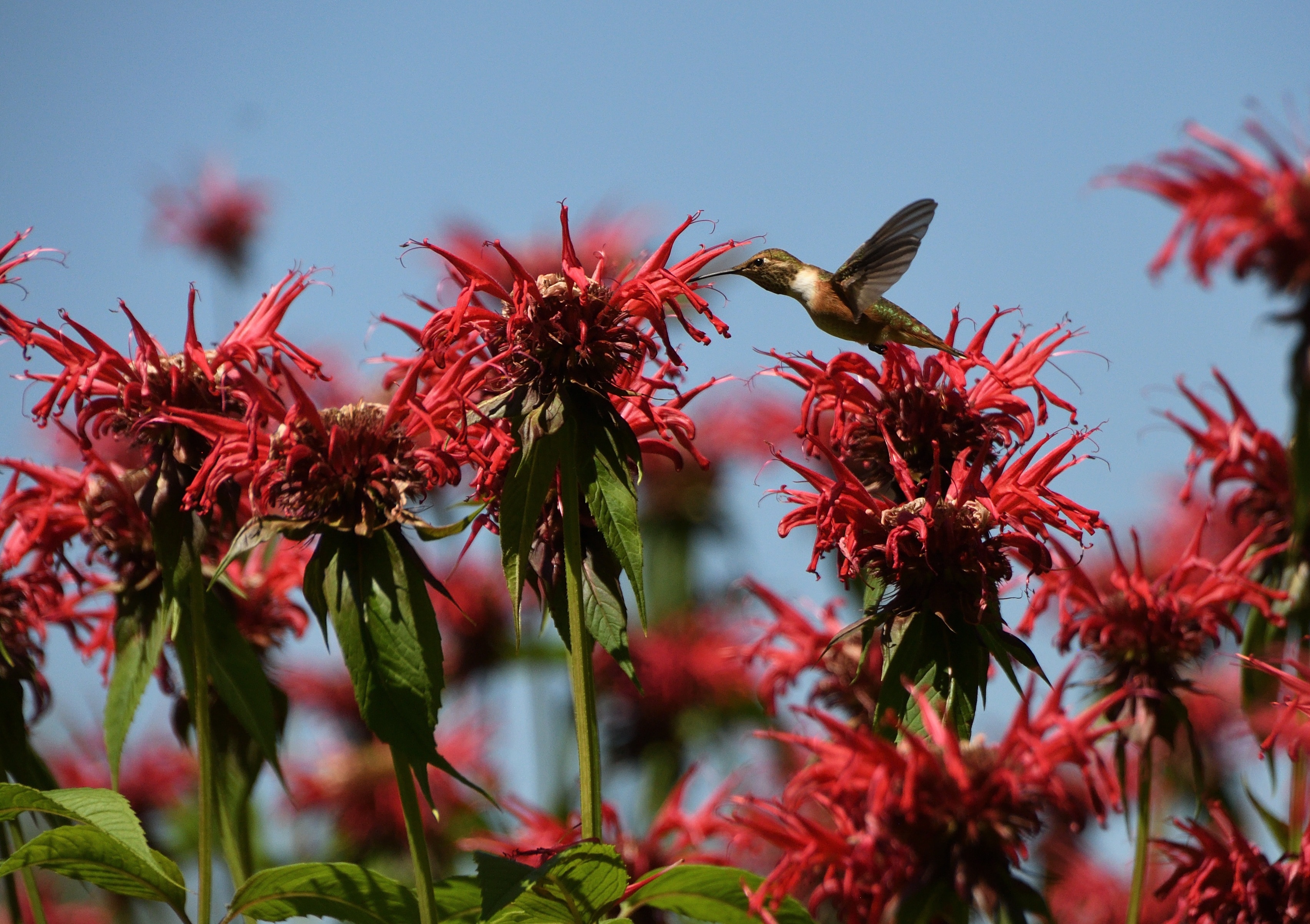 Flowers Bee Balm Wallpapers - Wallpaper Cave