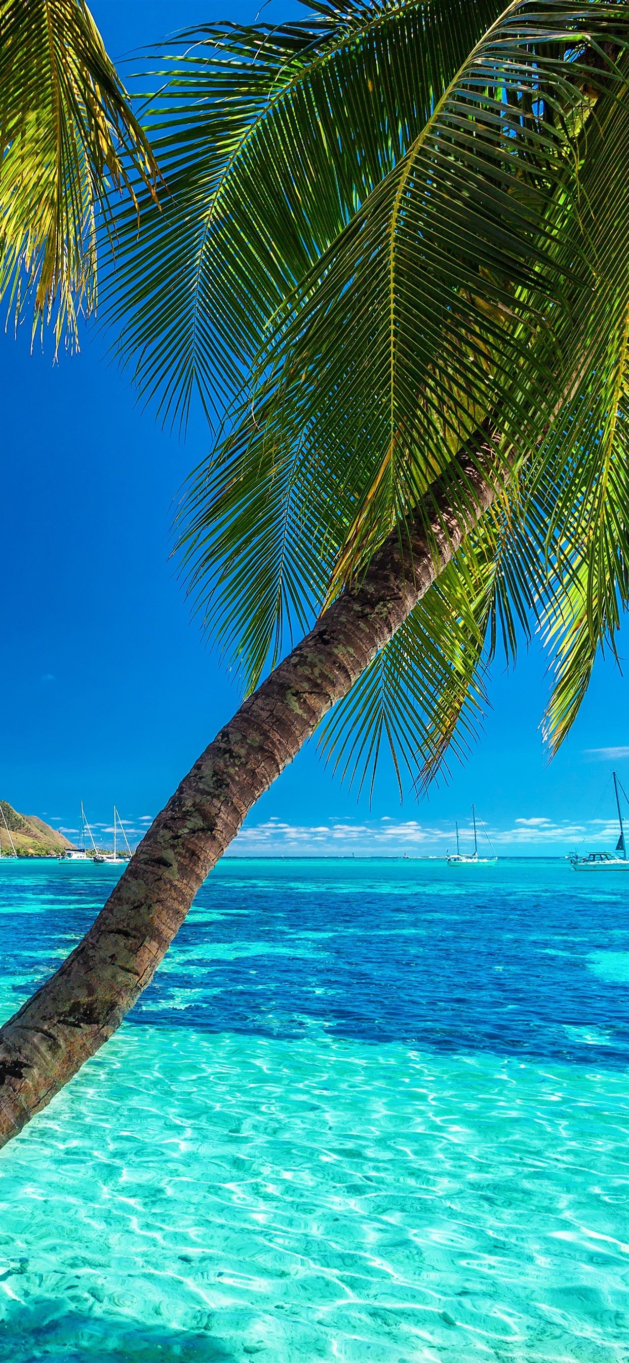Palm trees, blue sea, summer 1242x2688 iPhone XS Max wallpaper