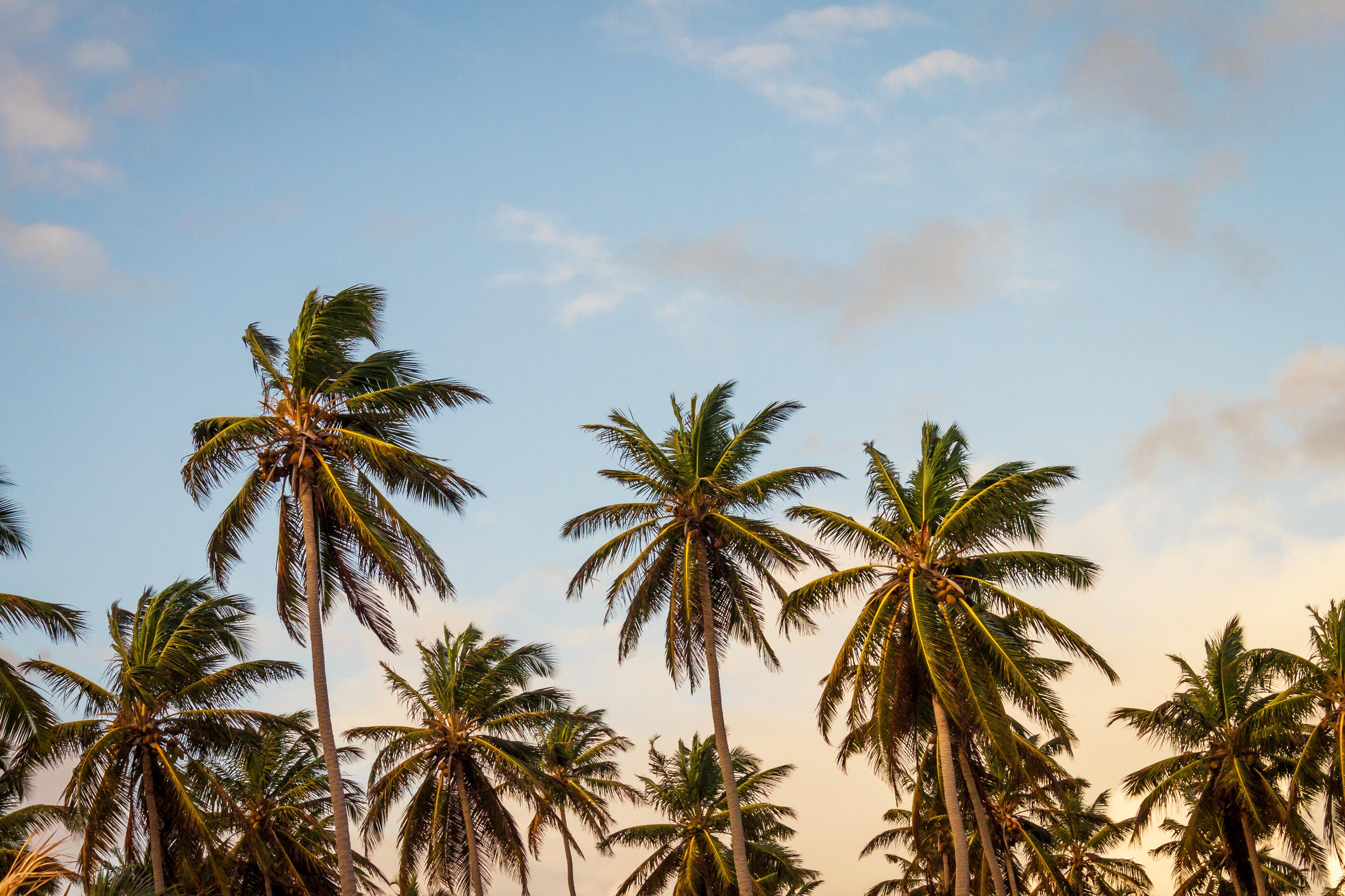 4752x3168 #tropical, #holiday, #palm tree, #tree, #coconut