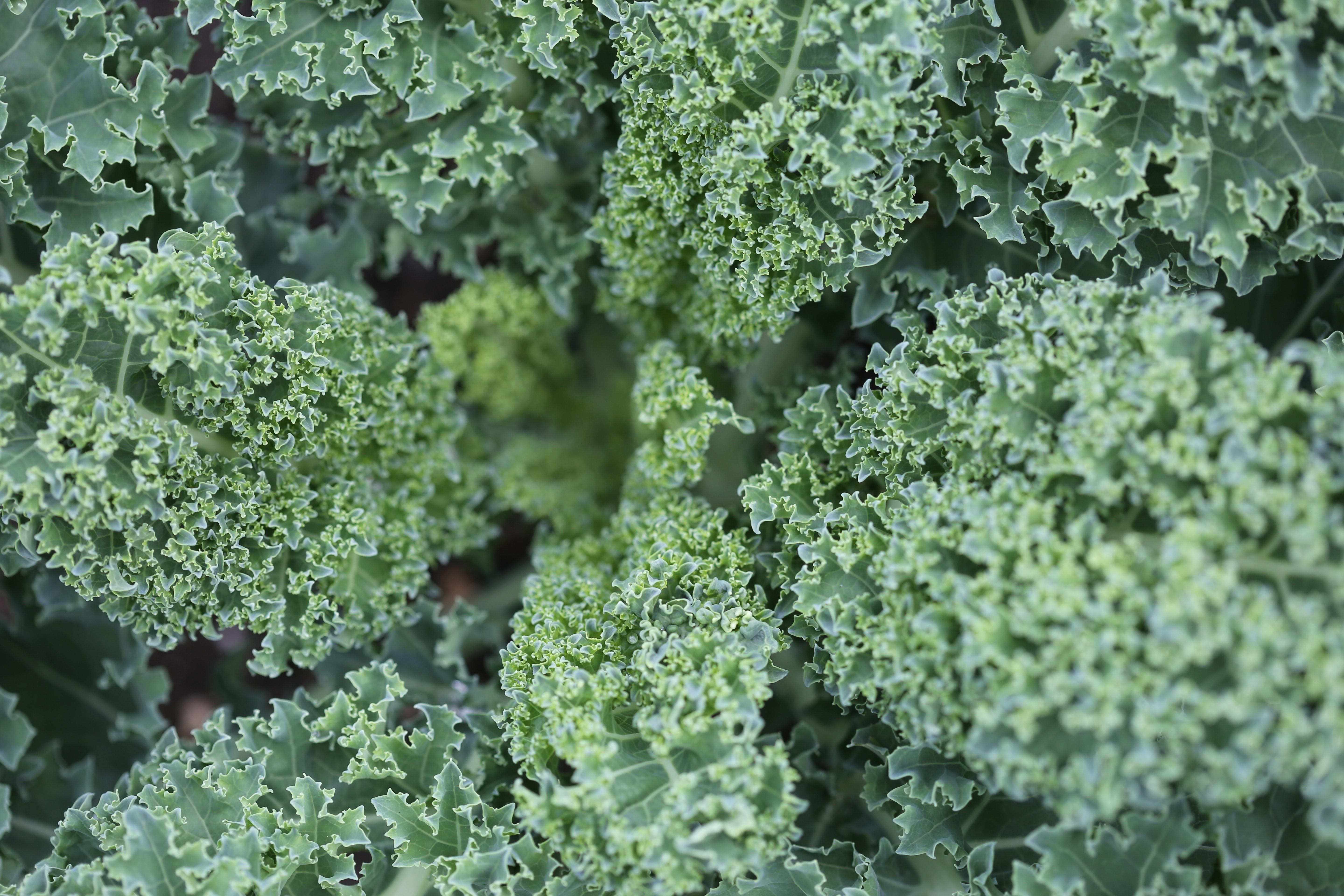 Kale Plant Wallpapers - Wallpaper Cave