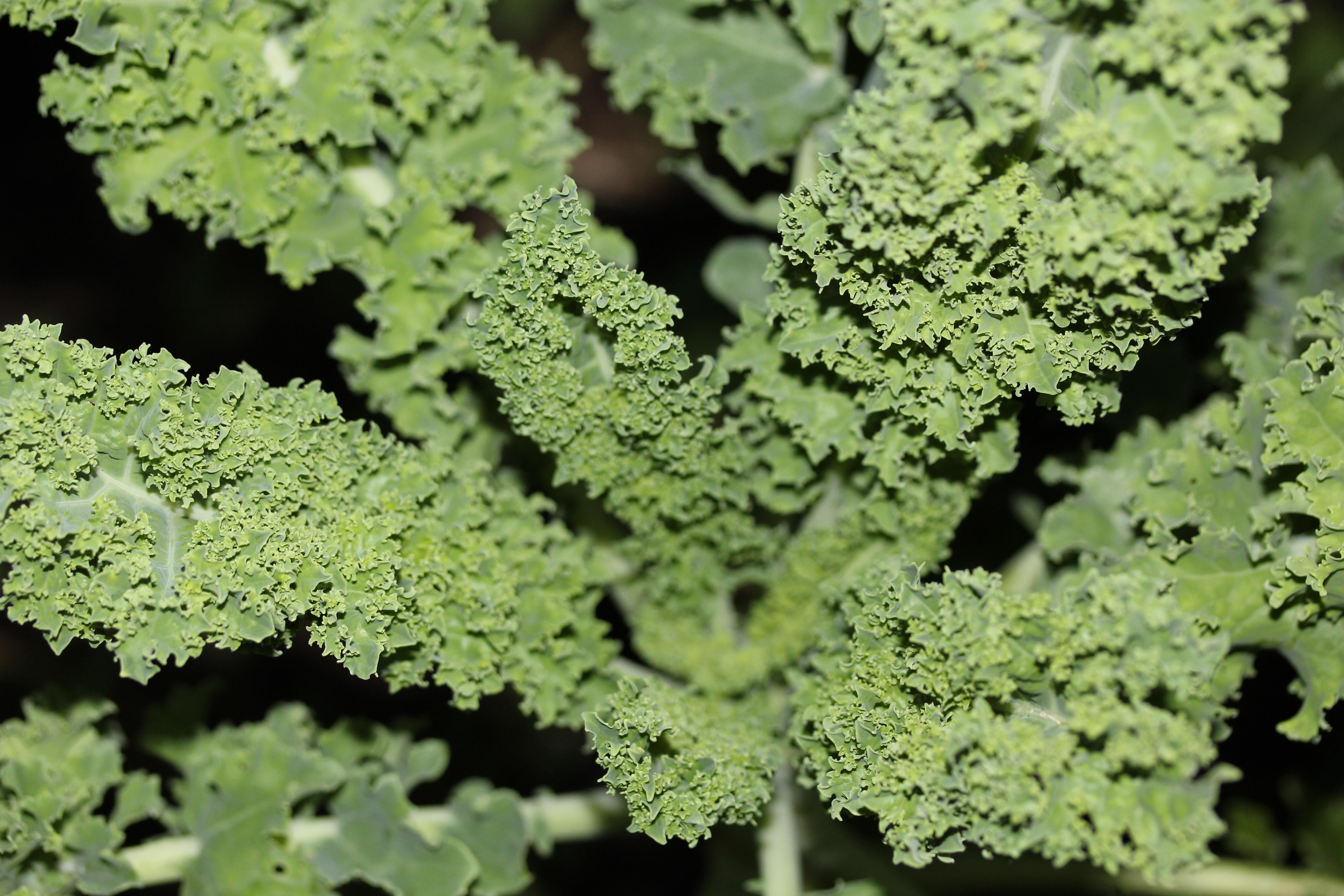 Kale Plant Wallpapers - Wallpaper Cave