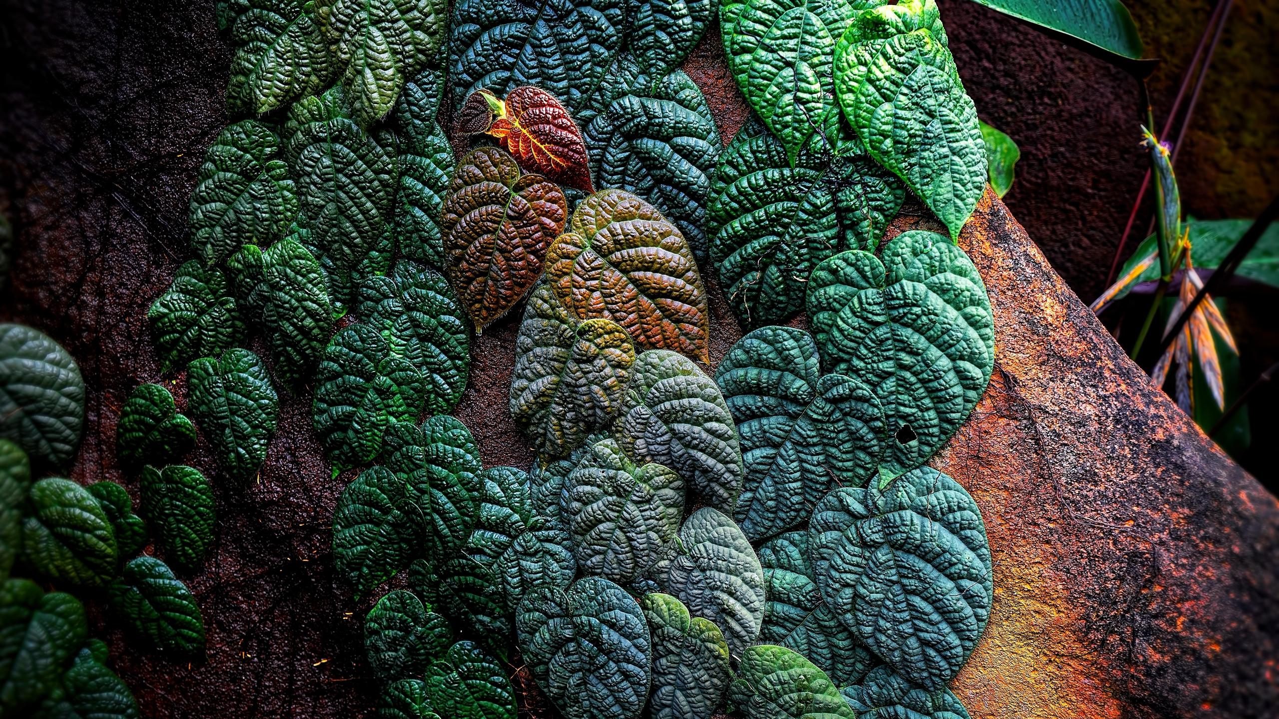 Kale Plant Wallpapers - Wallpaper Cave