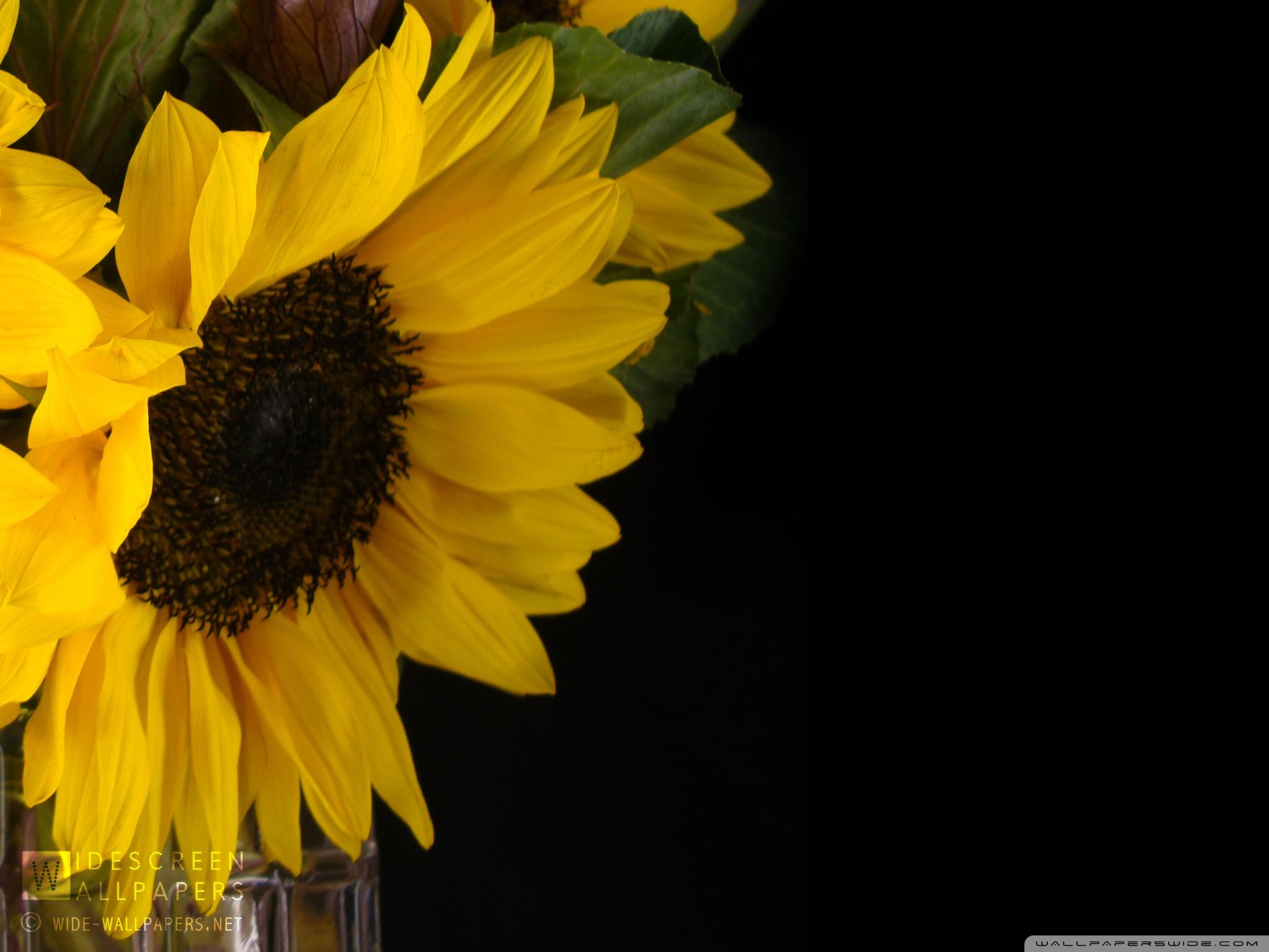 Sunflower and Kale in a Vase ❤ 4K HD Desktop Wallpaper for 4K Ultra