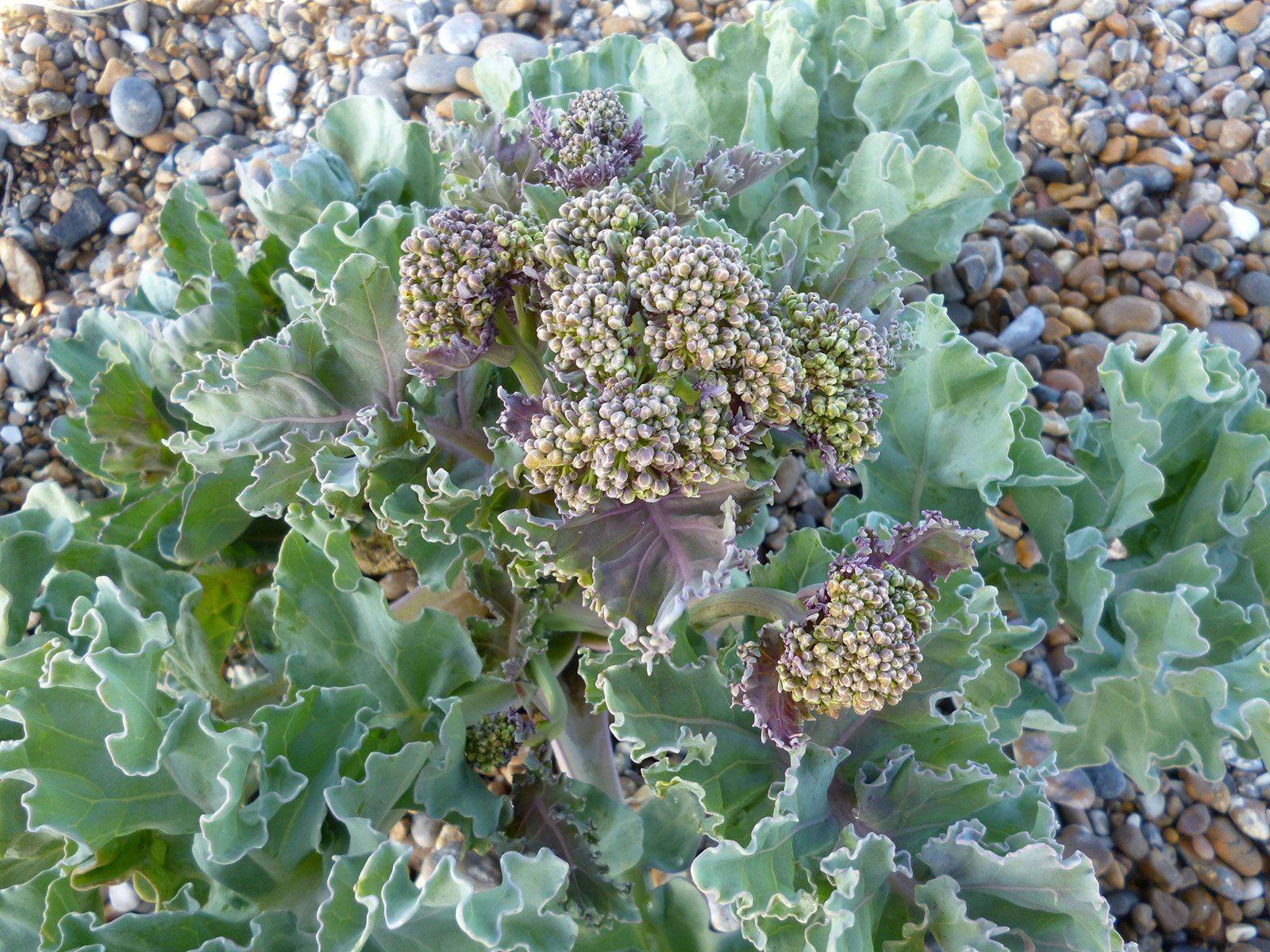 Sea Kale Information Is Sea Kale And Is Sea Kale Edible