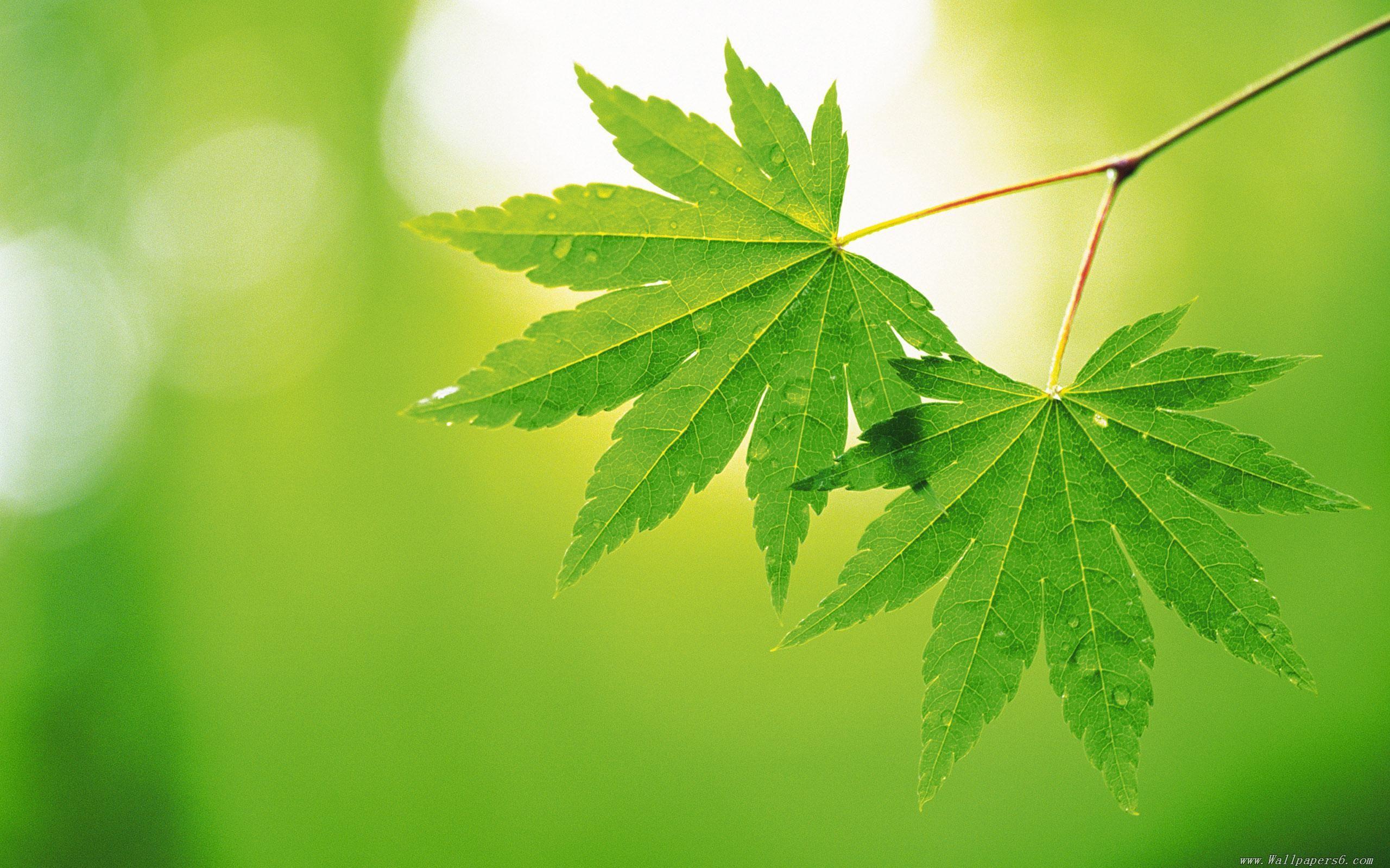 High Resolution Spring Green Leaves 4