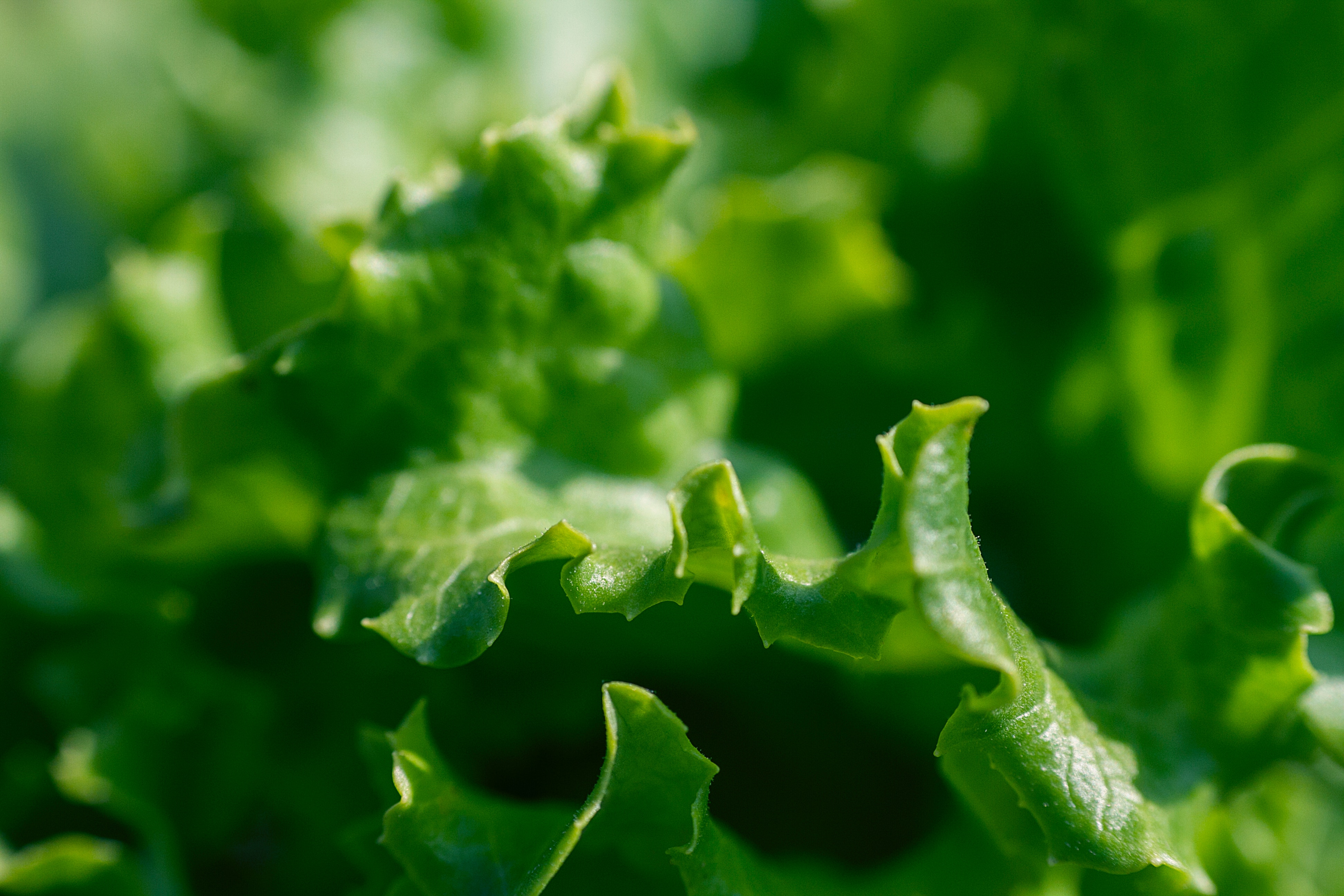 cabbage, food, green, healthy, leaf, natural, plant