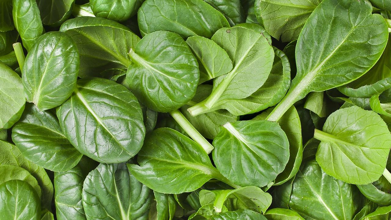 Spinach: Planting, Growing, and Harvesting Spinach Plants. The Old