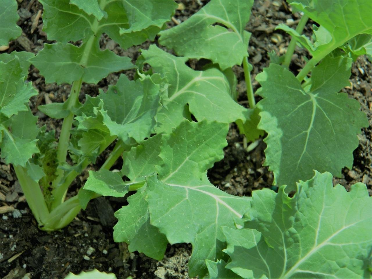 Siberian Kale Seeds QTY. 700 Vegetable Seeds. South GA