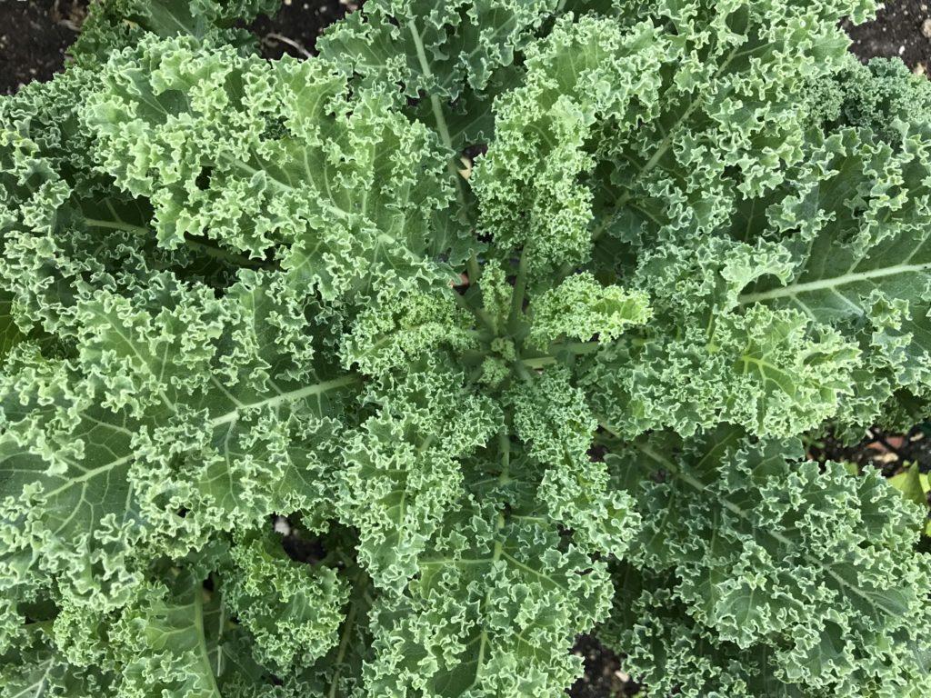 Kale Plant Wallpapers - Wallpaper Cave