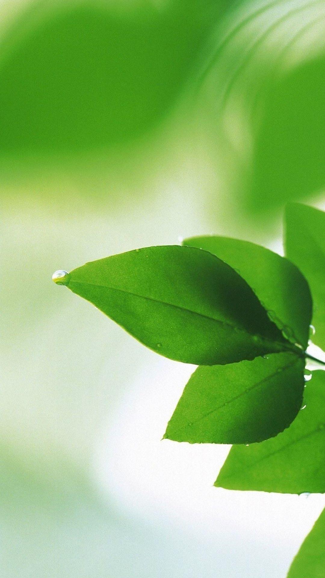 Wet Green Leaves oppo find Wallpaper HD Mobile. Plant leaves, Plant wallpaper, Phone wallpaper
