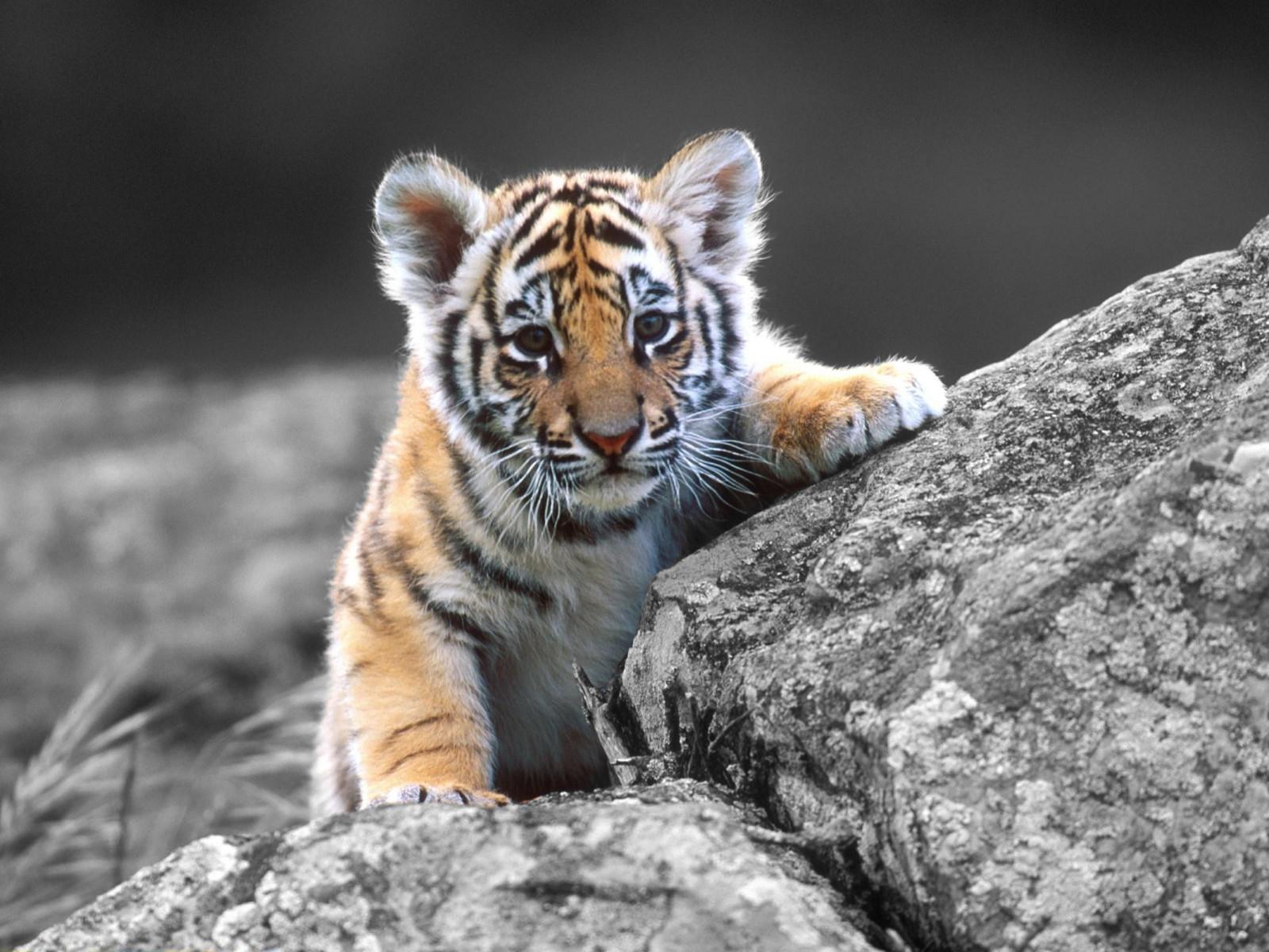 Baby Tigers HD Wallpaper, Background Image