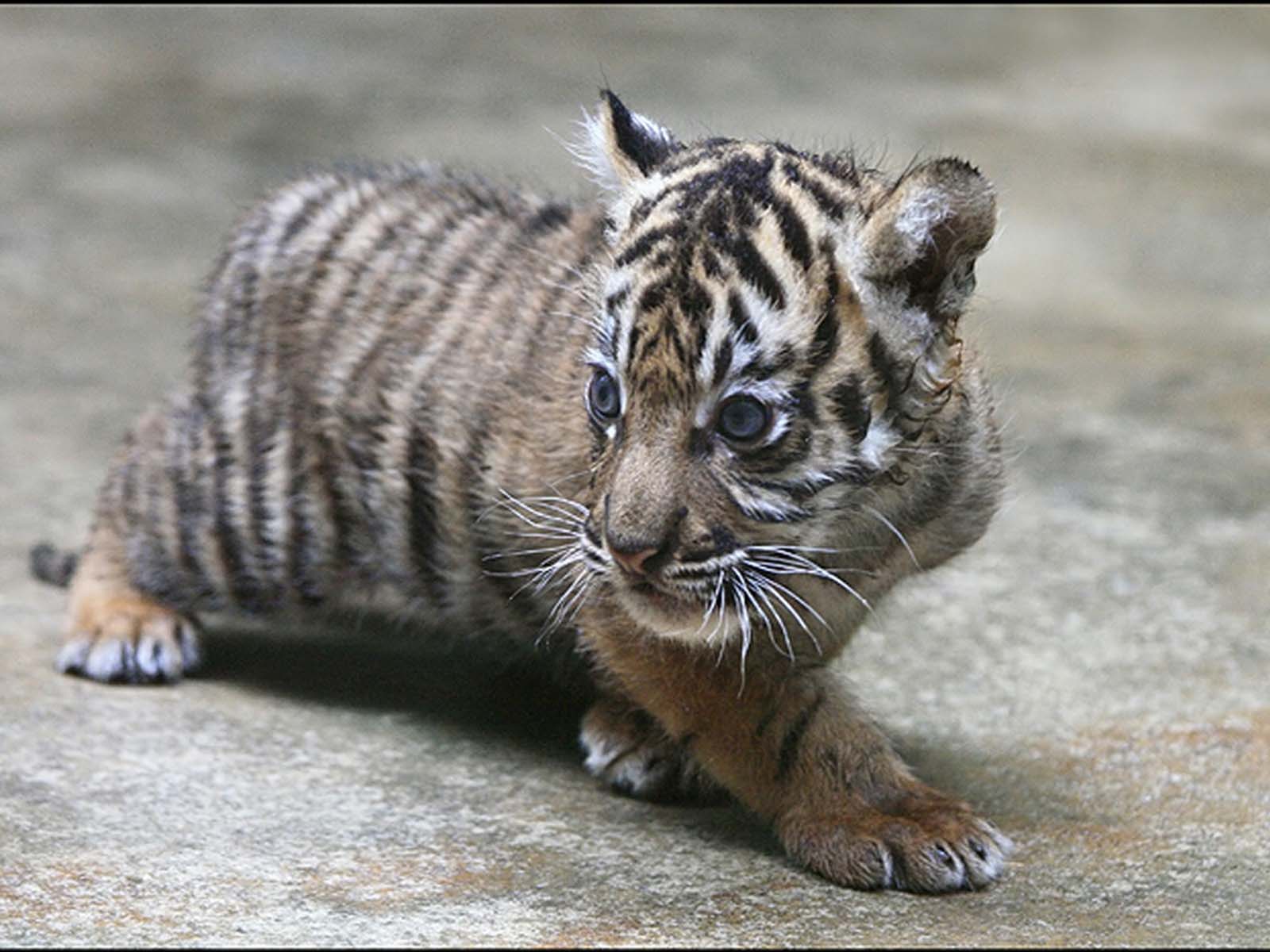Baby Tiger HD Wallpaper
