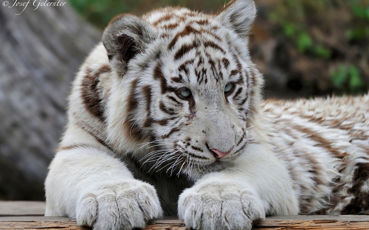Download Baby White Tiger Wallpaper [1280x800]. Baby White