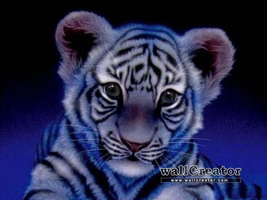 Baby Tiger Wallpaper 283249 White Siberian Tiger
