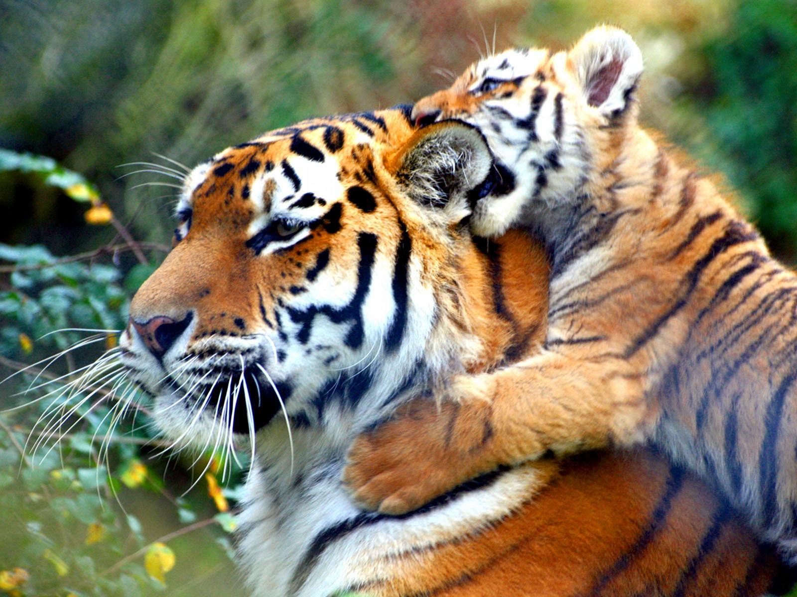 cute baby tigers picture. Image of Baby Tigers Cute Wallpaper