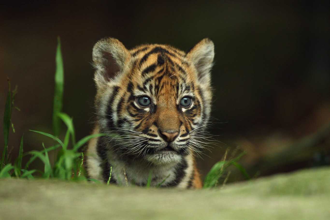 Download Cute Baby Tiger Wallpaper on HDWallpaperPage