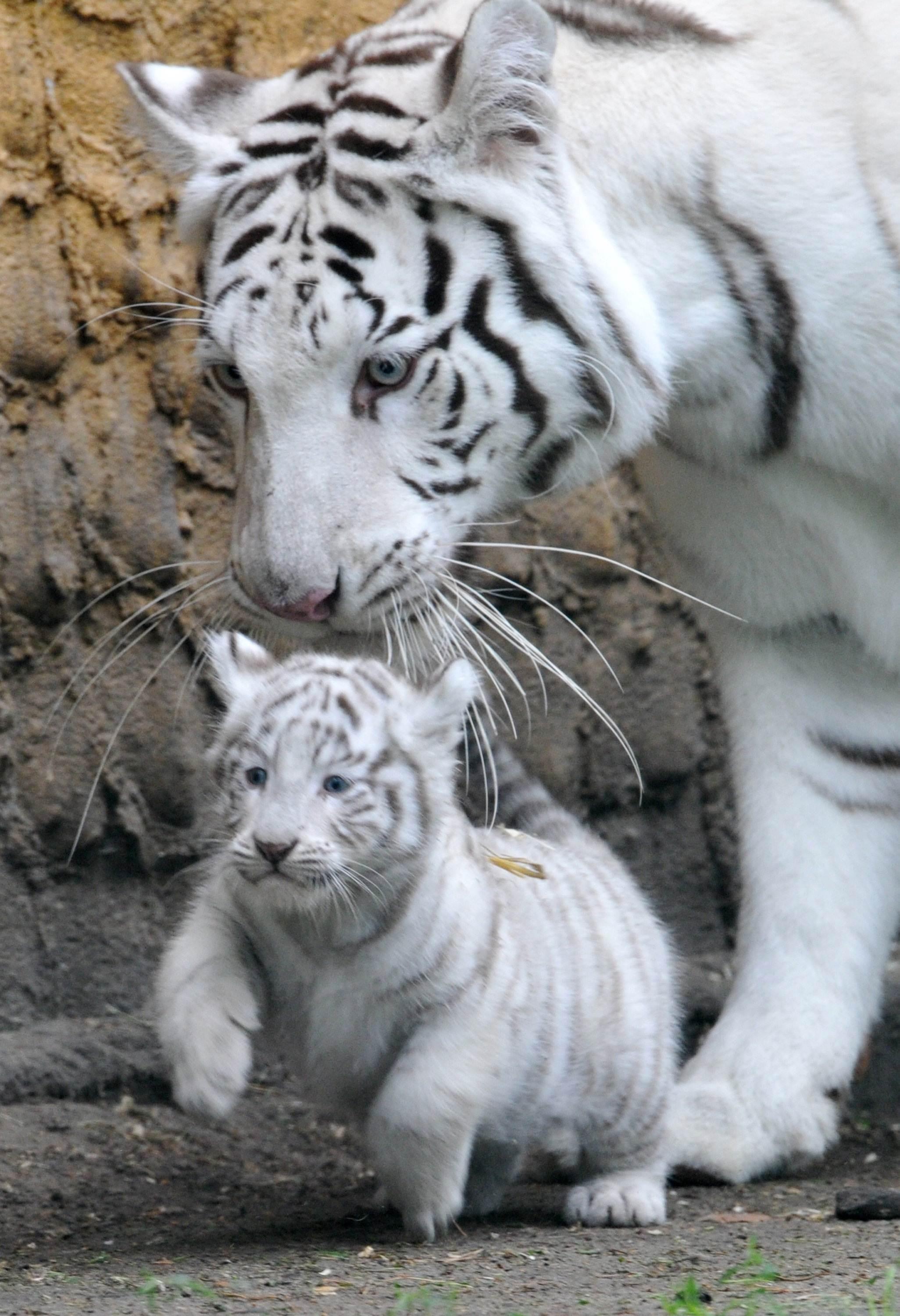 White Tiger Cub Wallpaper background picture