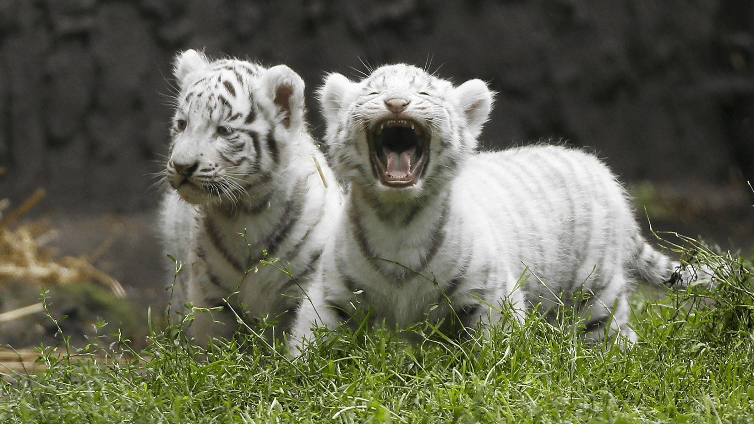 Cute White Tiger Baby Action Wallpaper