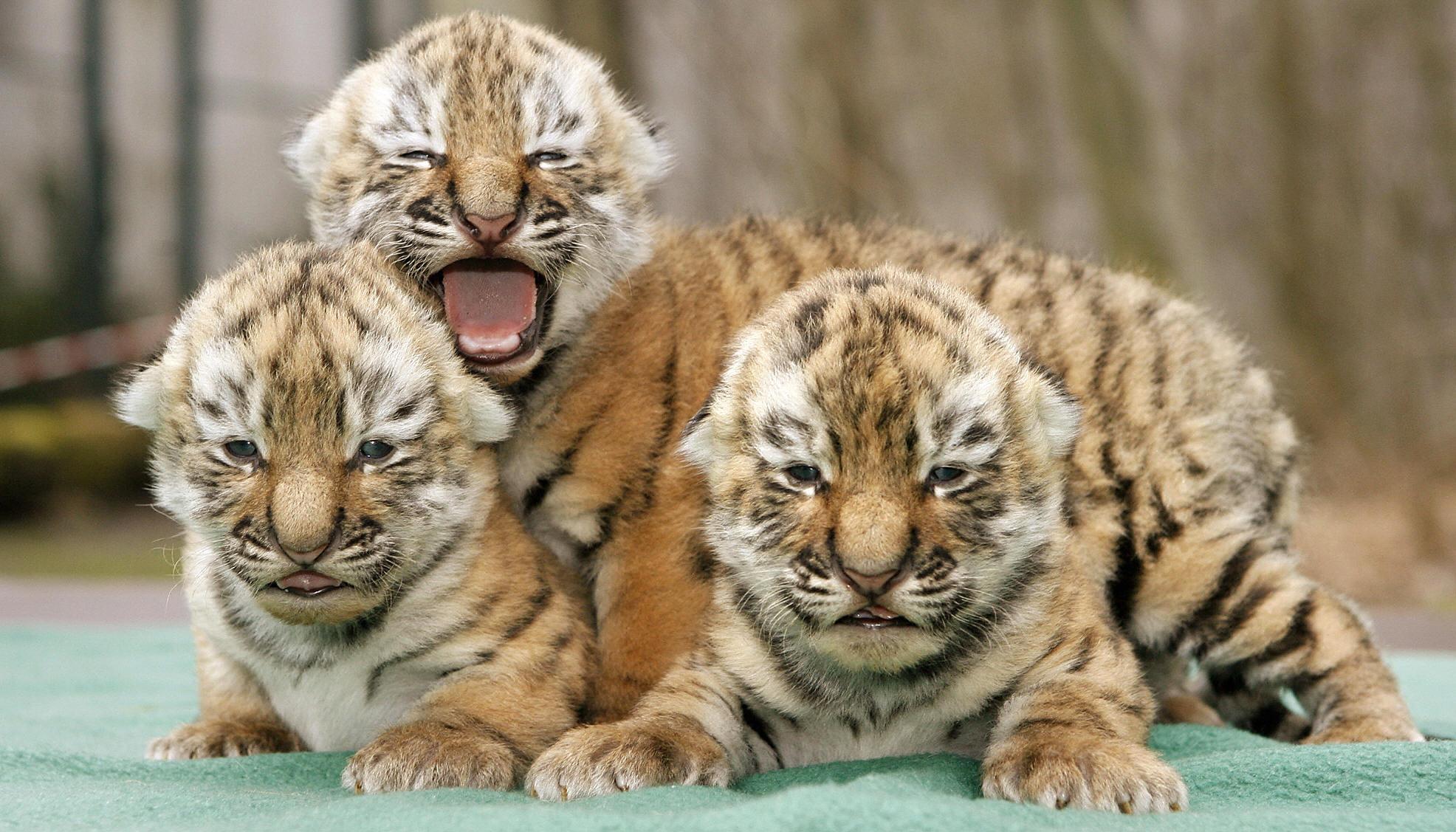 Baby tiger picture