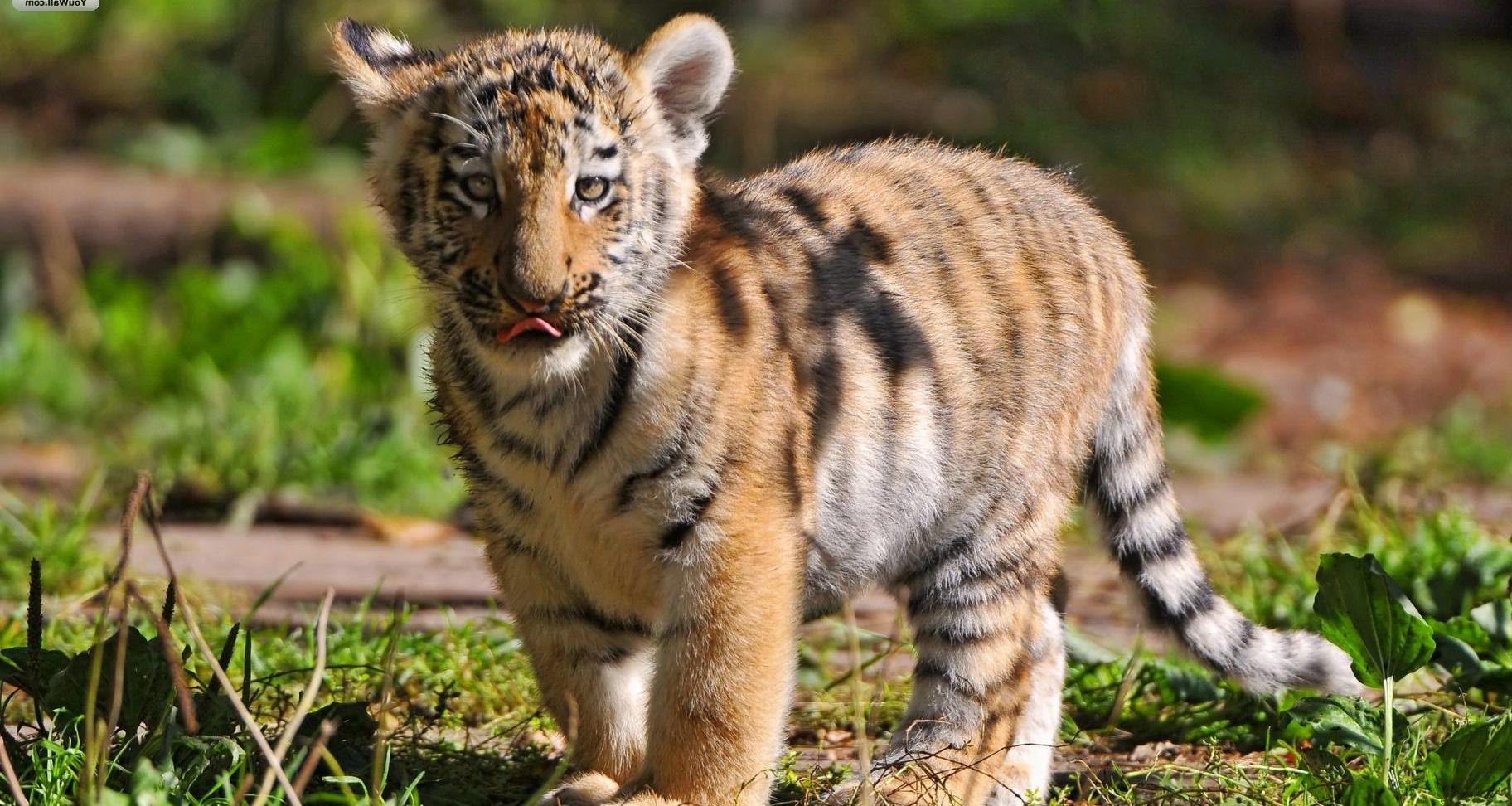 cute baby tiger wallpaper