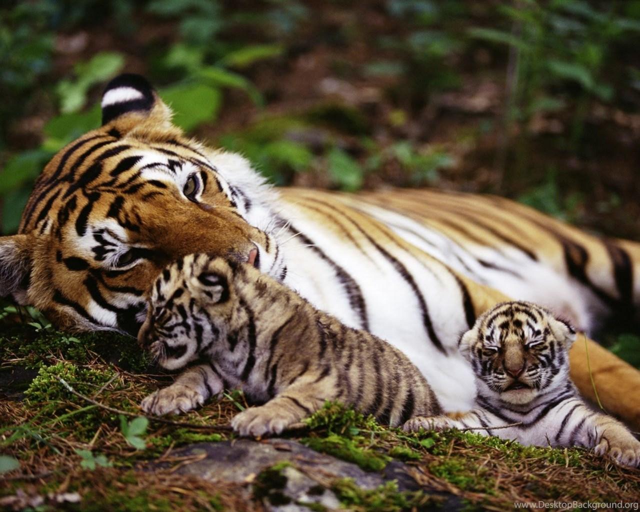 Collection of Baby Tigers Wallpaper (image in Collection)