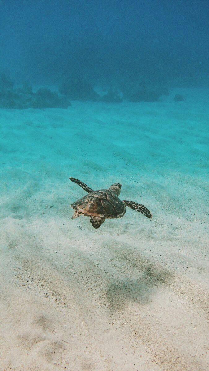 Sea Turtle. SEA TURTLE. Turtle, Sea turtle wallpaper, Baby sea turtles
