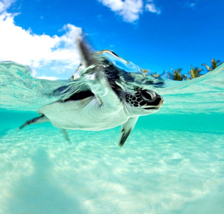 Underwater Sea Turtle Wallpaper