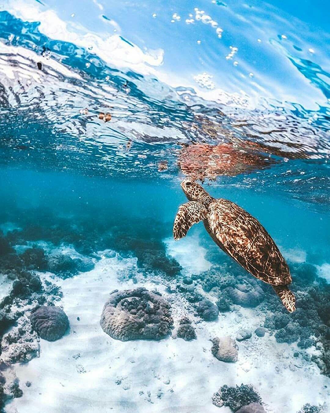Sea Turtle Great digital background idea. Mermaids and Pirates