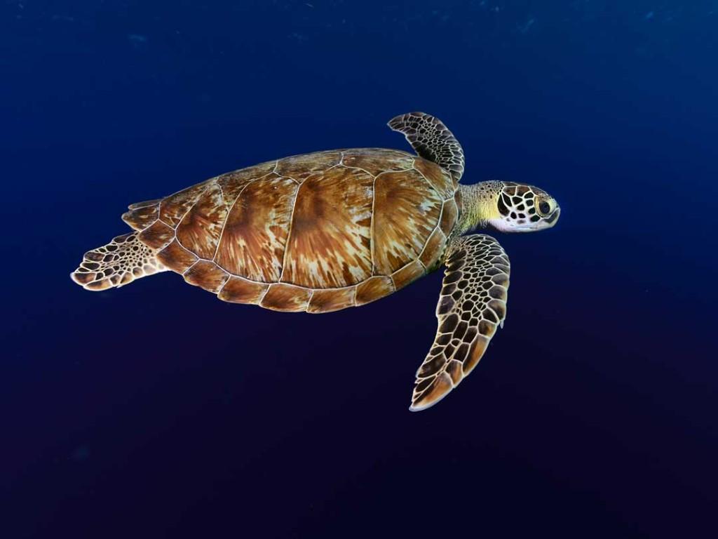 Bonaire's Sea Turtles