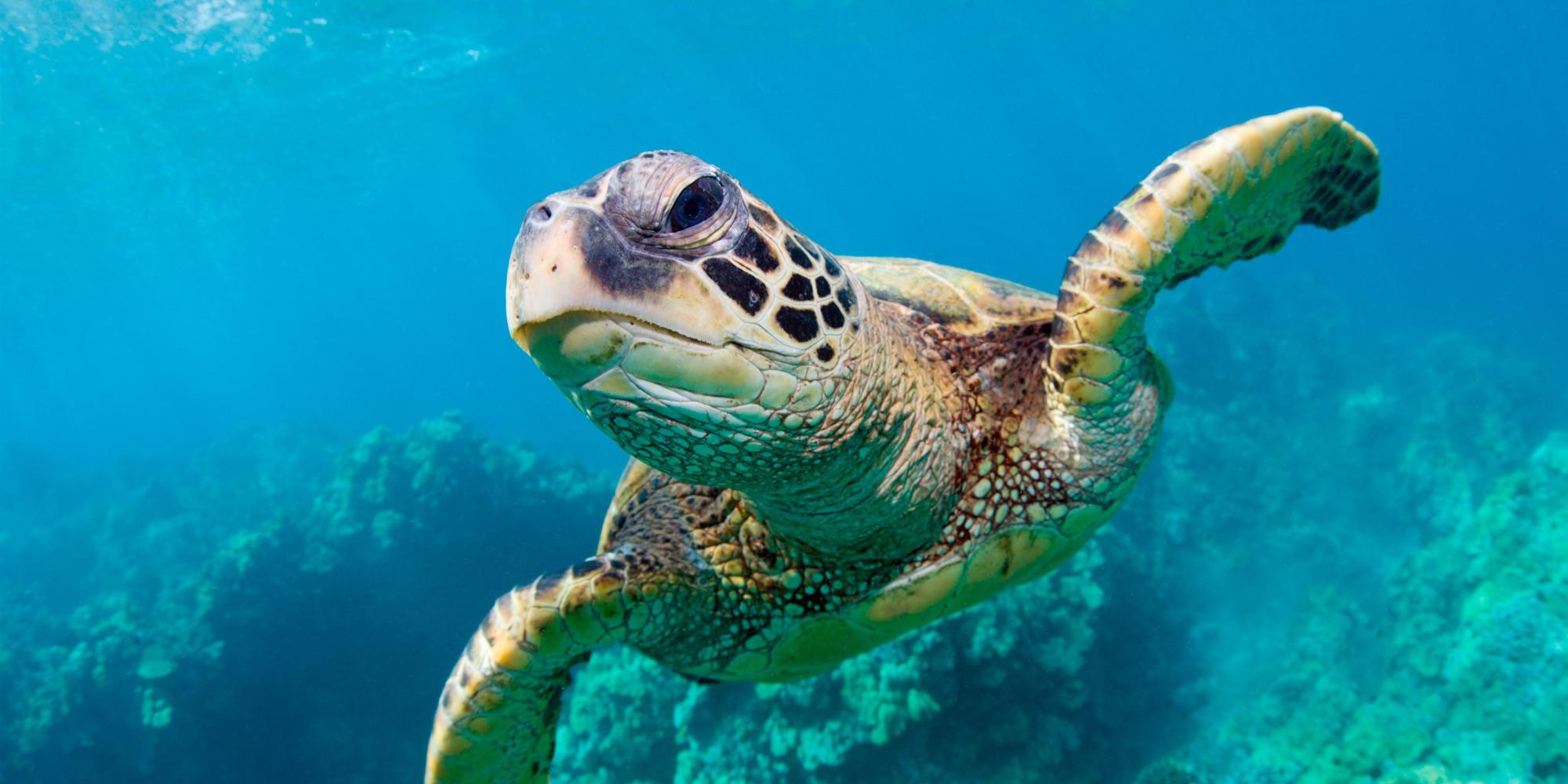 A Simple Step to Save Sea Turtles