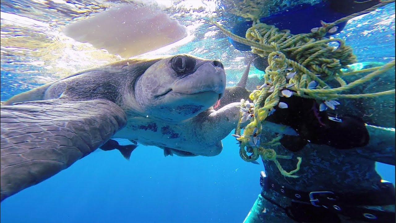 GoPro: Diver Saves Sea Turtle
