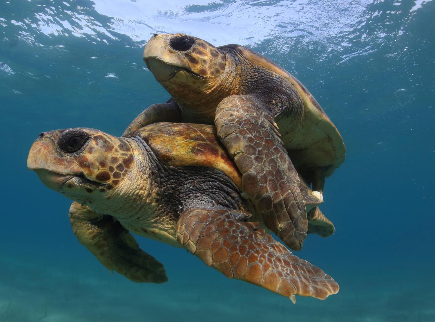Efforts to save sea turtles are a 'global conservation success story