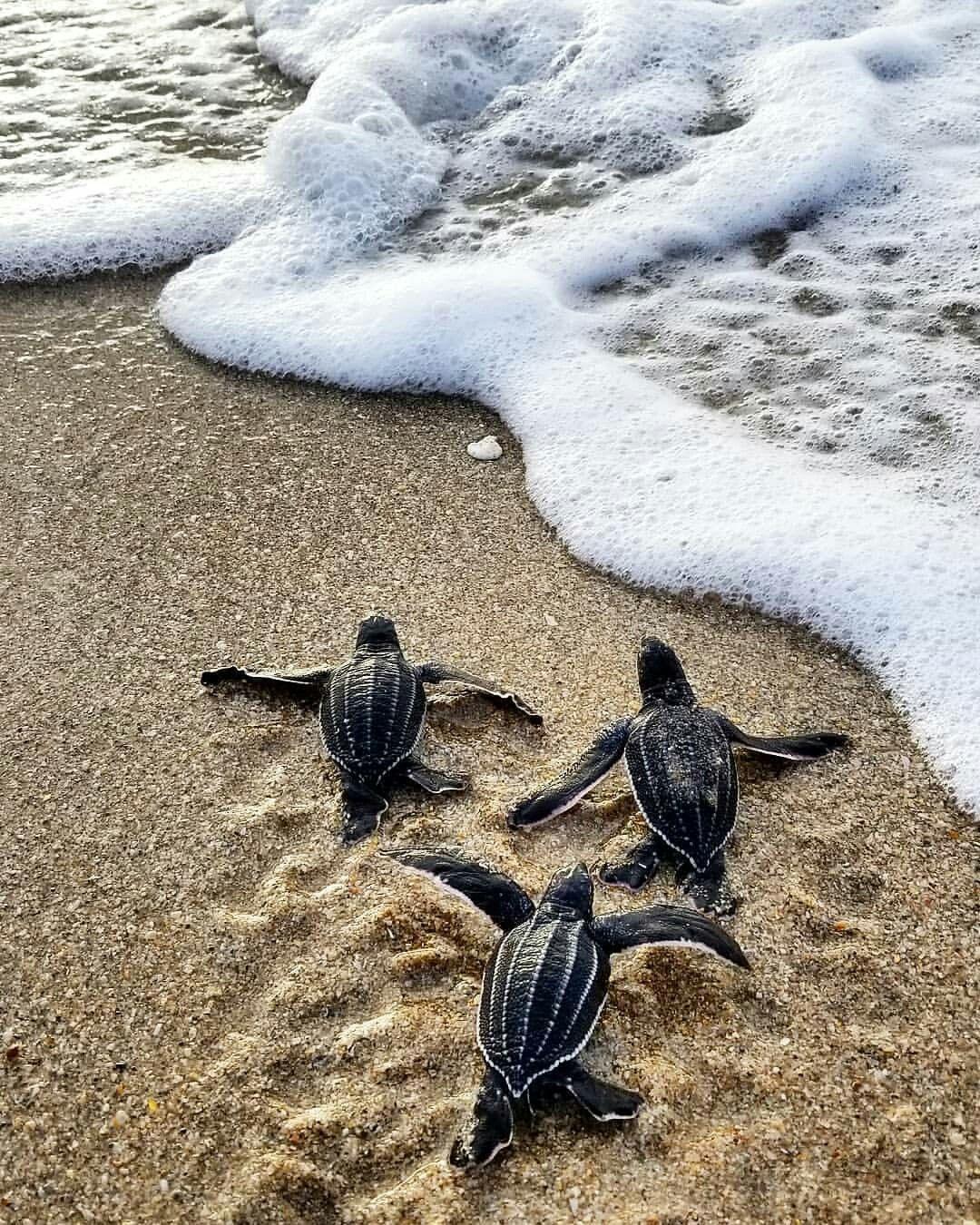 Baby Leatherback Sea Turtles. Turtle Love. Cute baby