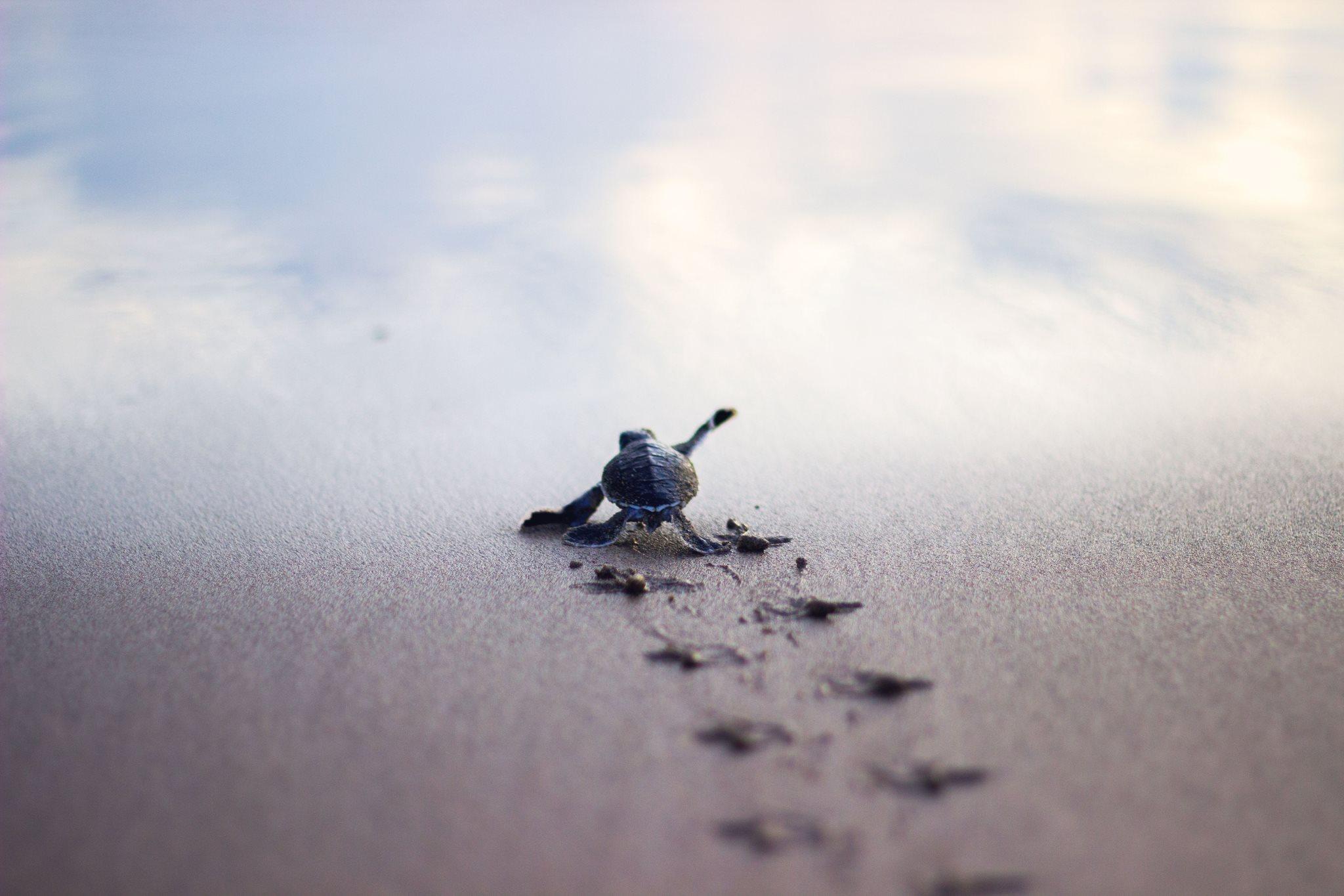 Baby turtle running to the safety of the sea shore