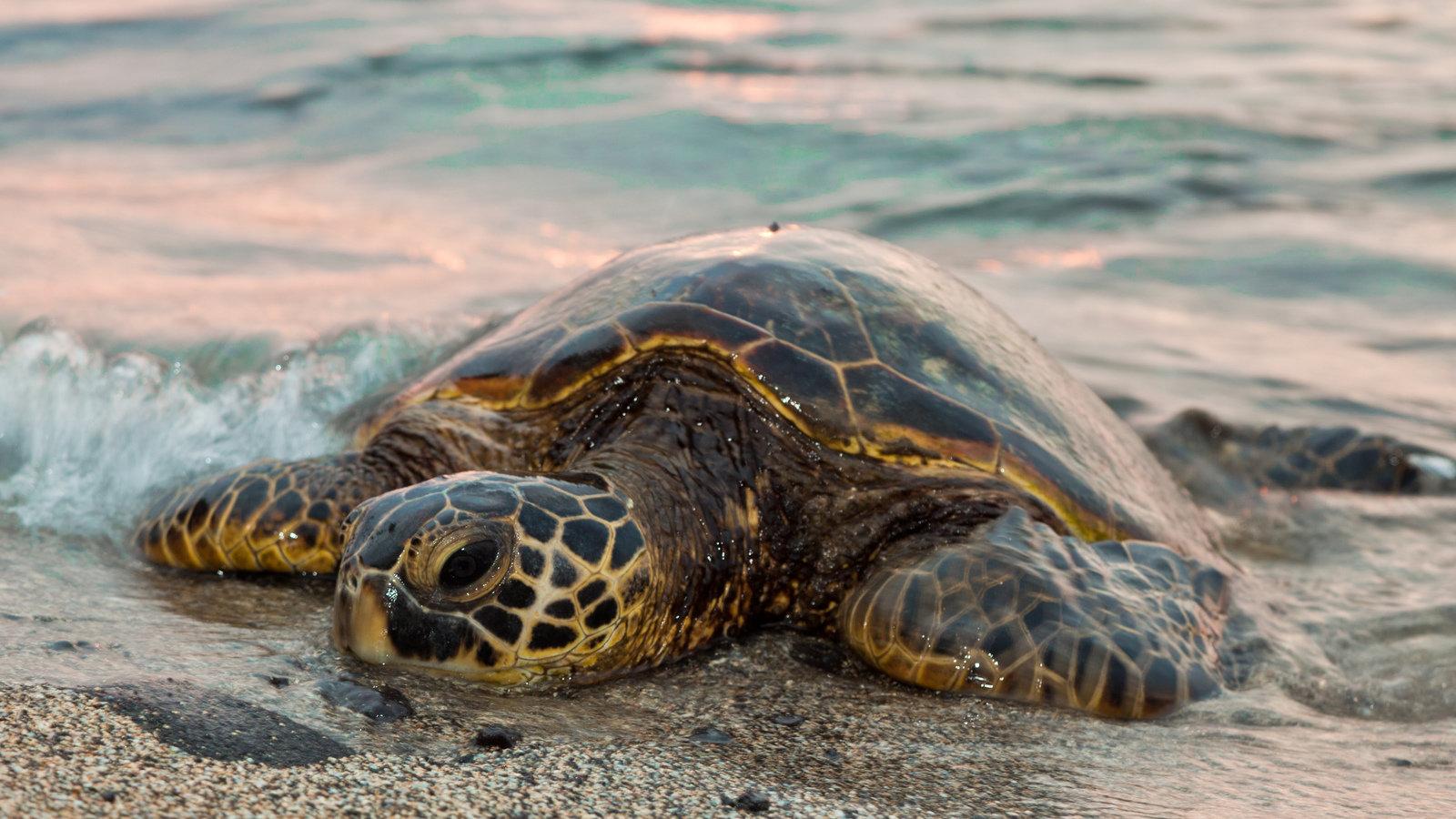 Petition · Secretary of State for Missouri: Save the Sea Turtles
