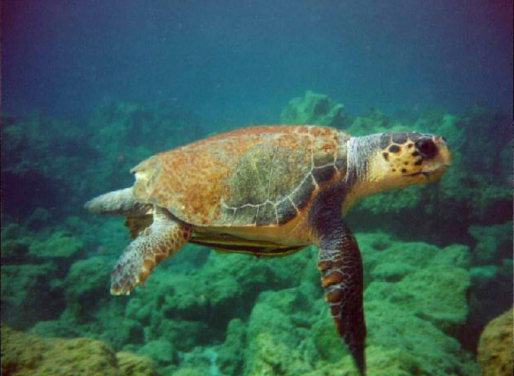 90 Year Old Woman Battles To Save Turkey's Loggerhead Turtles. CNN