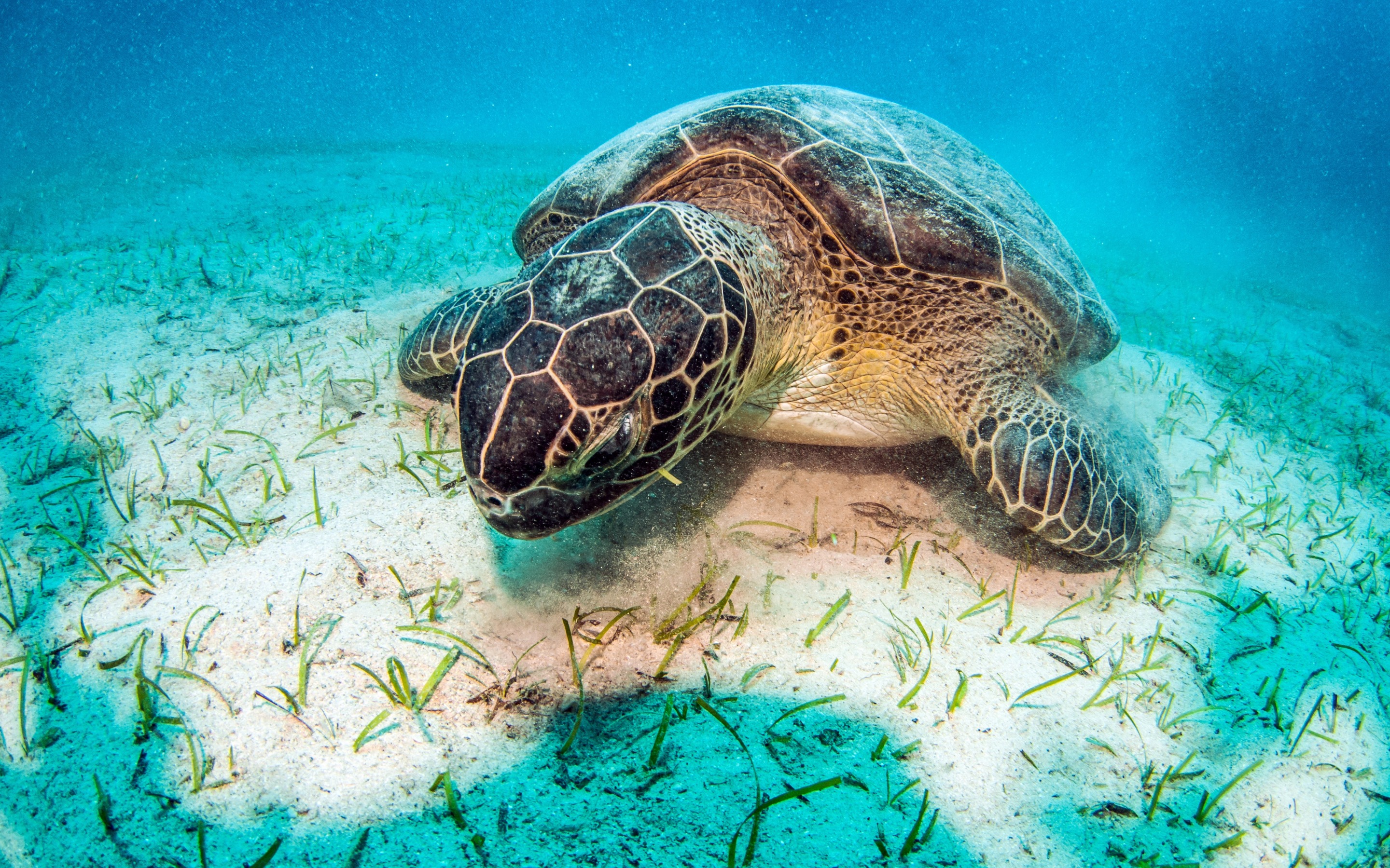 Download wallpaper turtle, underwater world, large coral reef