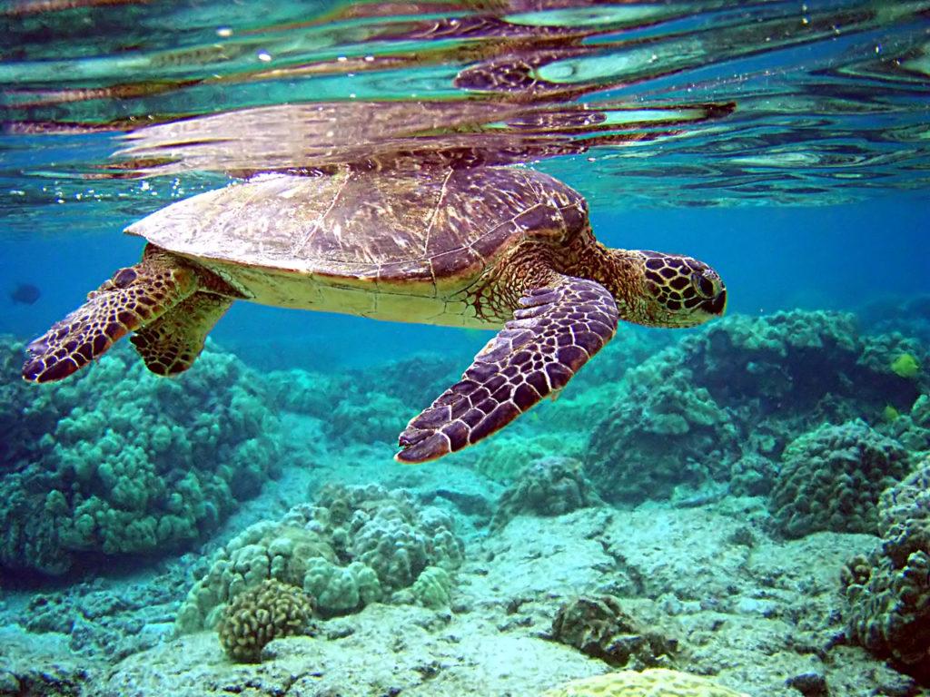 Save Sea Turtles From Plastic Straws