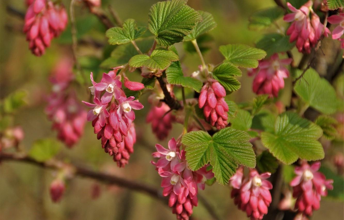 Wallpaper Branches, Bush, Flowering, Flowers, Currant Blood Red