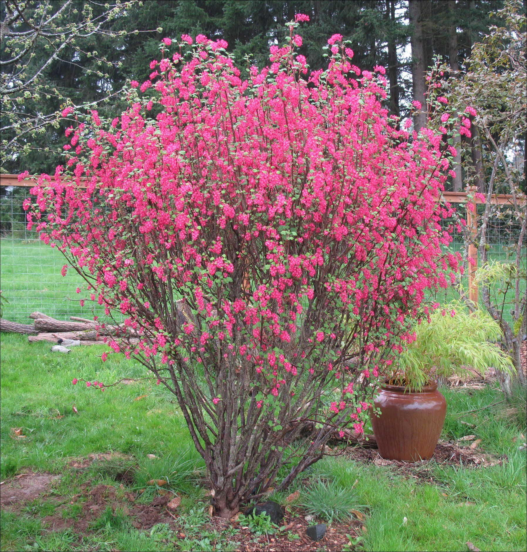 Red Flowering Currant Hummingbirds feed from brilliant pink to red