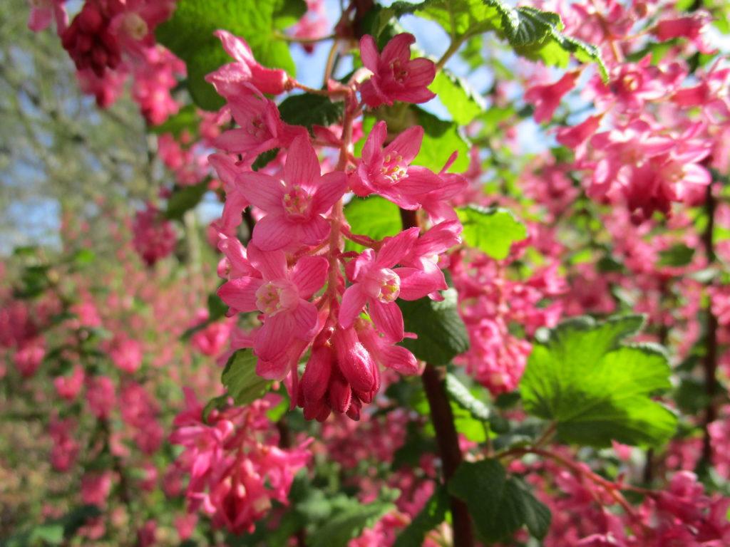 Red Flowering Currant Plant Sale Spotlight
