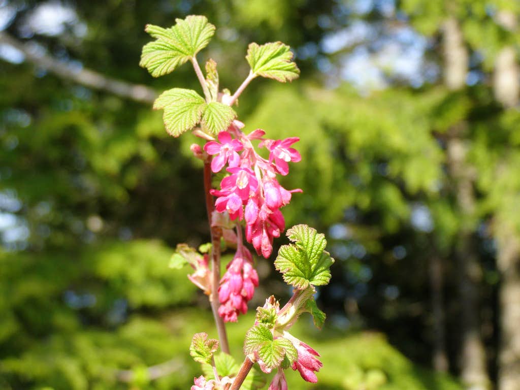 Red Flowering Currant, Photo, Diagrams & Topos