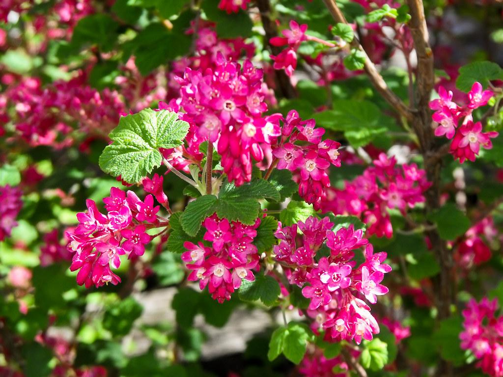 Red Flowering Currant. Christmas Hill, Victoria, BC