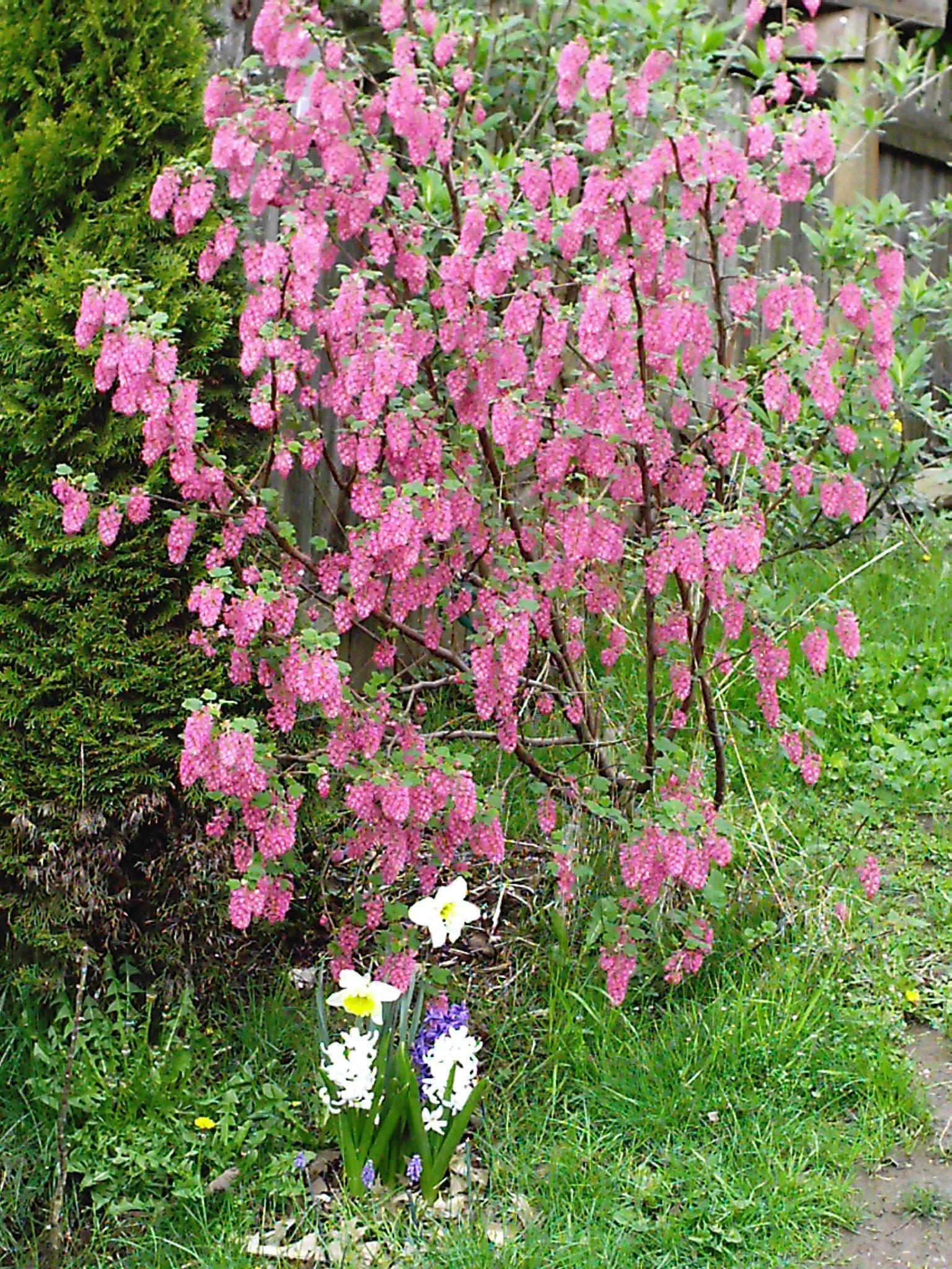 Spring Blooming Shrubs. Minerva's Garden Blog